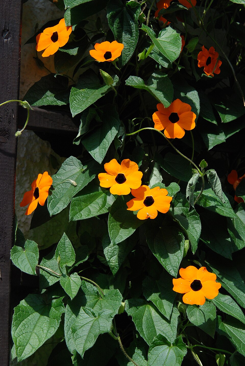 Thunbergia alata (black-eyed Susan vine) (alternate view 7)