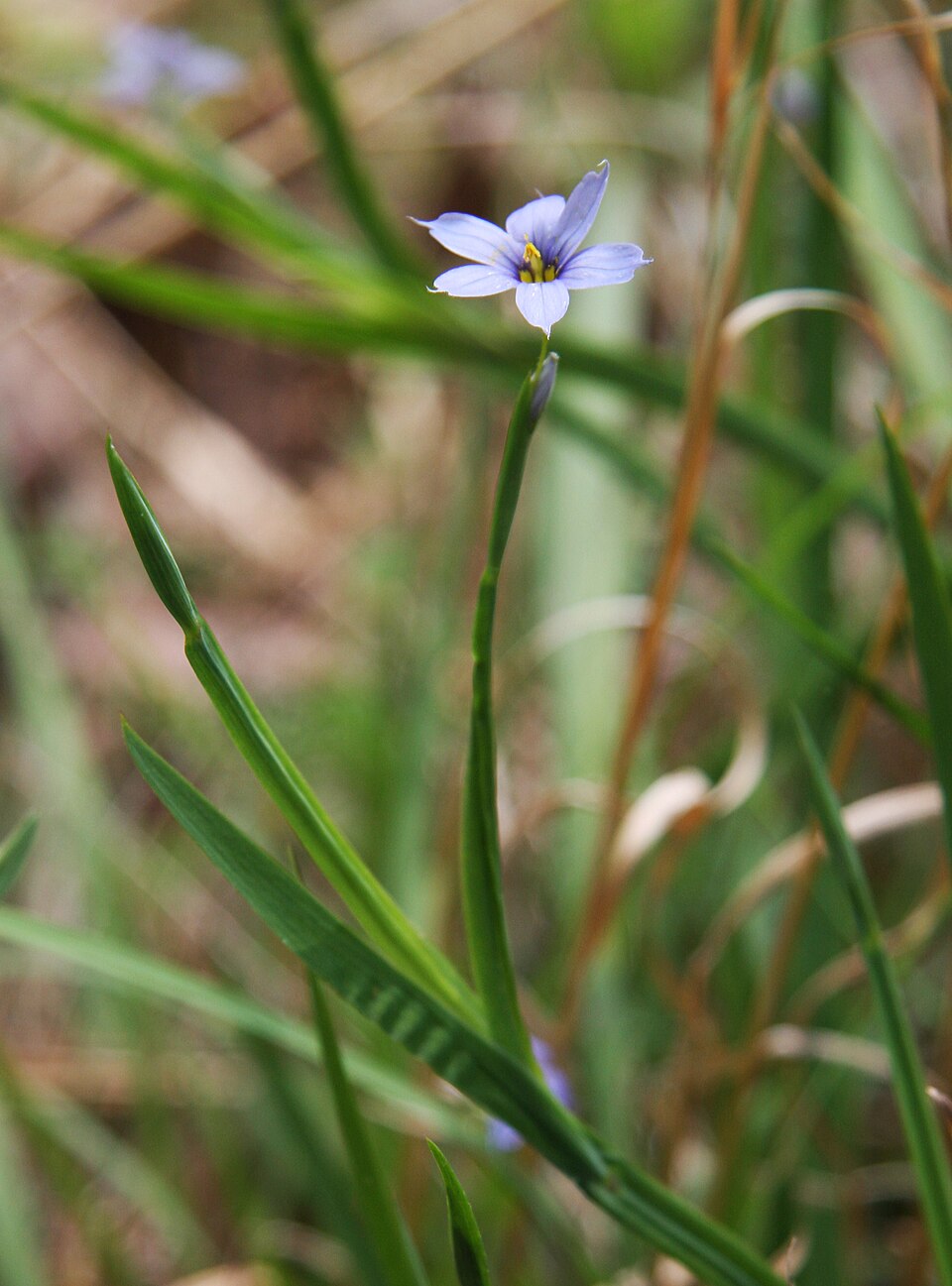 Sisyrinchium angustifolium (Blue-Eyed Grass) (alternate view 4)