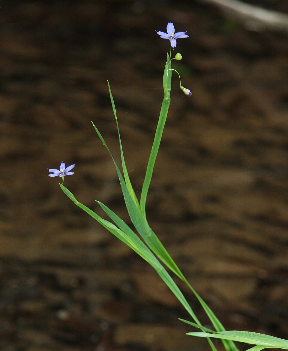 Sisyrinchium angustifolium (Blue-Eyed Grass) (alternate view 5)