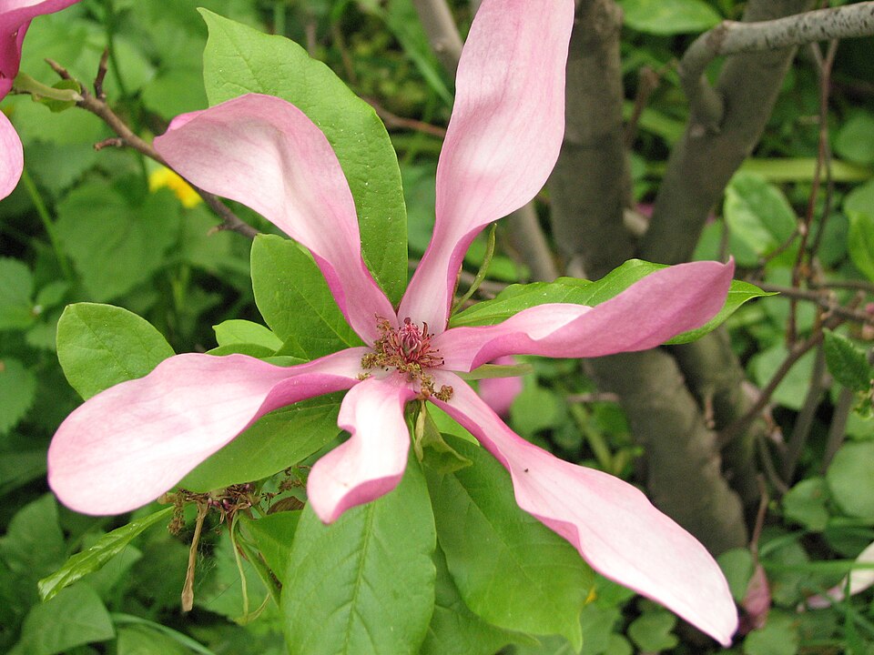 Magnolia × 'Susan' (Susan Magnolia Bush) (alternate view 5)
