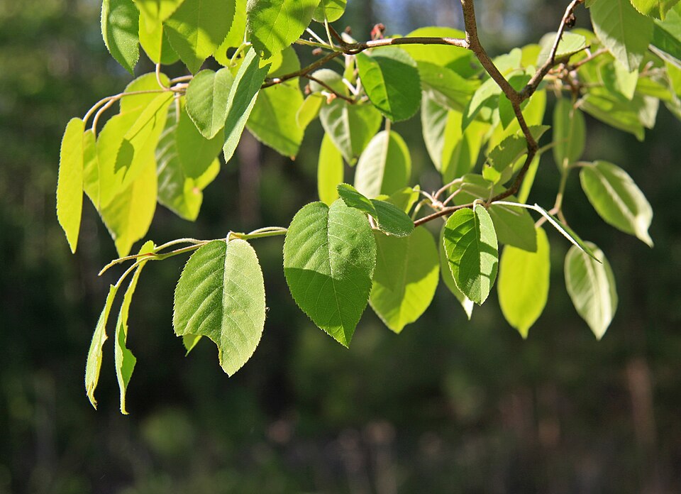 Amelanchier arborea (common serviceberry)