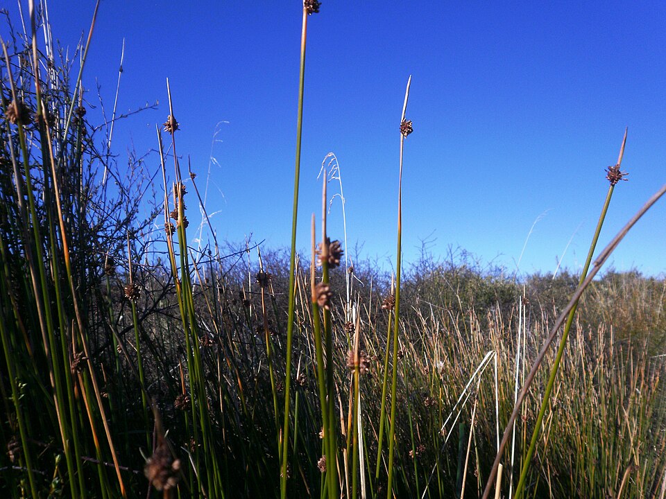 Ficinia nodosa (Knobby Clubrush) (alternate view 8)