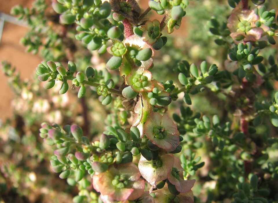 Maireana brevifolia (Short-leaf Bluebush) (alternate view 6)