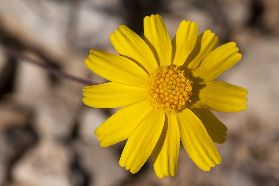 Tetraneuris linearifolia (Fineleaf Four-nerved Daisy) (alternate view 6)