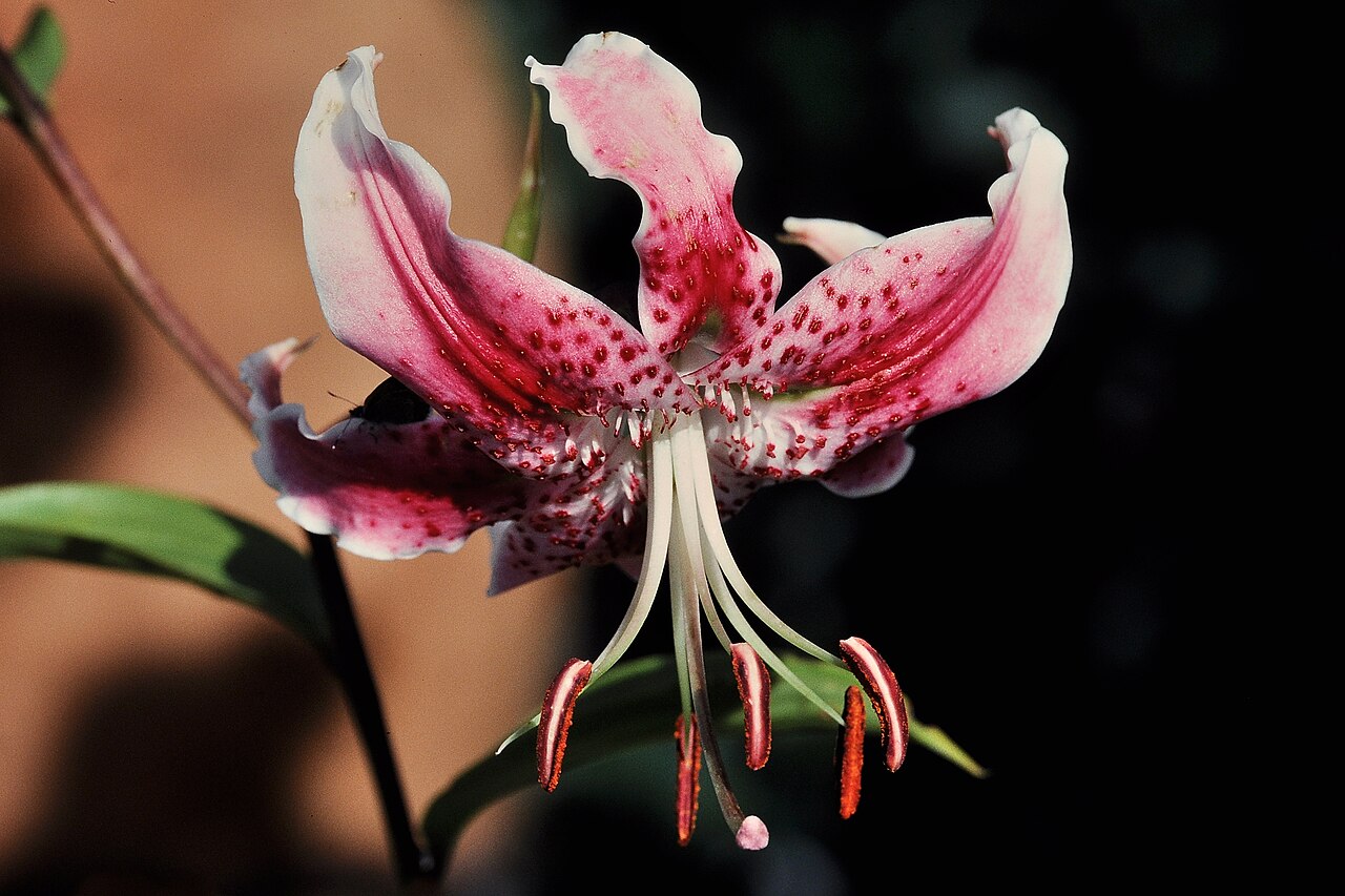 Lilium speciosum, Showy Japanese lily — upright deciduous (Liliaceae) (image 6 of 10)