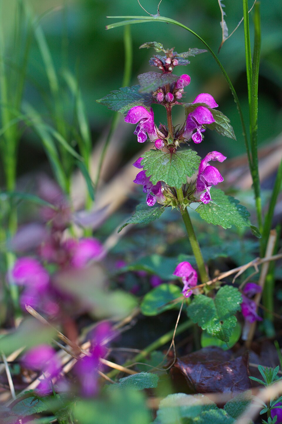Lamium maculatum (deadnettle) (alternate view 8)
