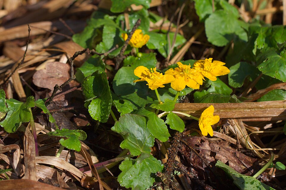 Caltha palustris (marsh marigold)