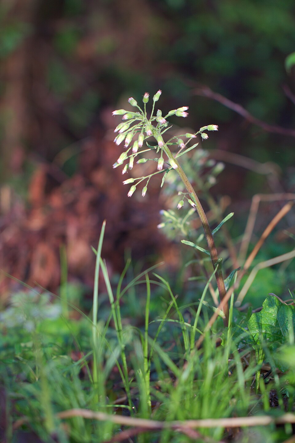 Petasites albus (White Butterbur) (alternate view 8)