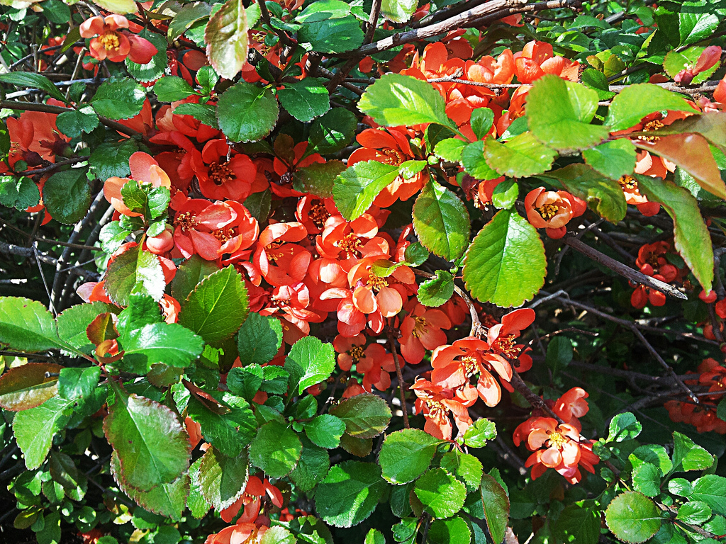 Chaenomeles japonica, Japanese quince — spreading deciduous (Rosaceae) (image 4 of 10)