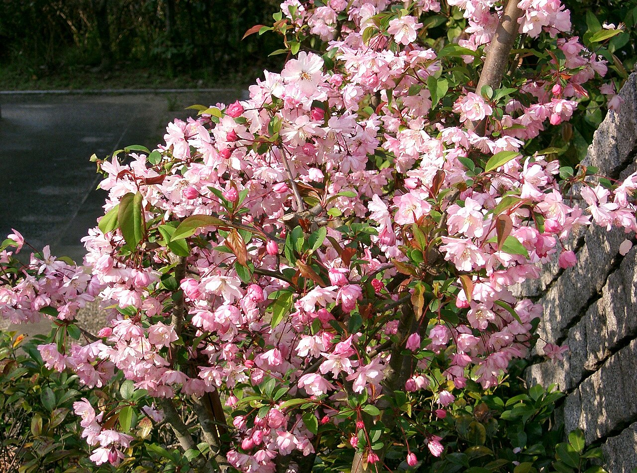 Malus halliana, Hall crabapple — spreading deciduous (Rosaceae) (image 3 of 10)