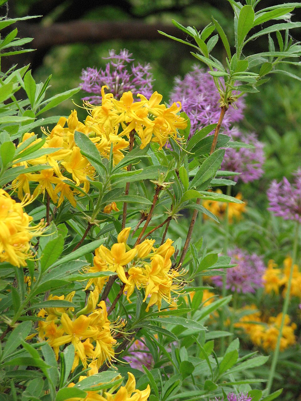Rhododendron luteum (Yellow Azalea)