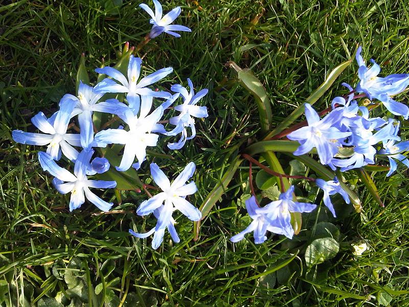 Scilla forbesii (Forbes' Glory-of-the-snow)