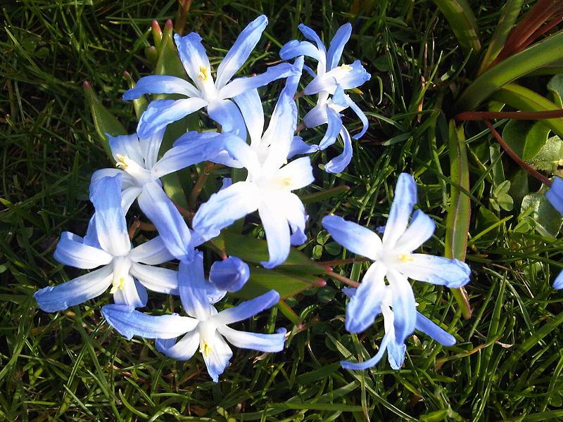 Scilla forbesii (Forbes' Glory-of-the-snow)