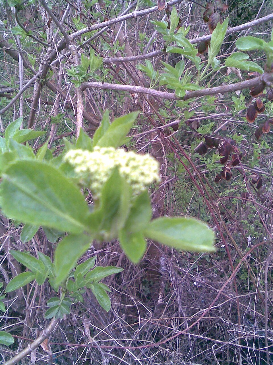 Sambucus nigra (alternate view 12)