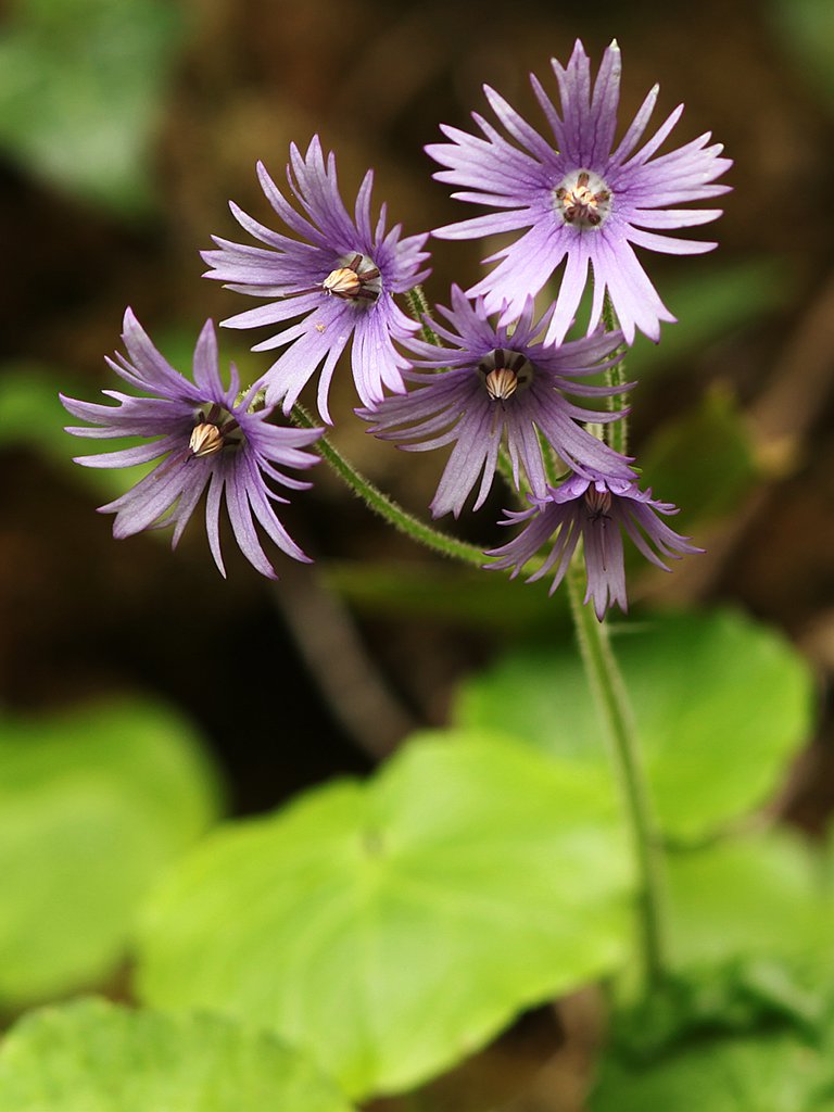 Soldanella villosa (Hairy Snowbell) (alternate view 7)