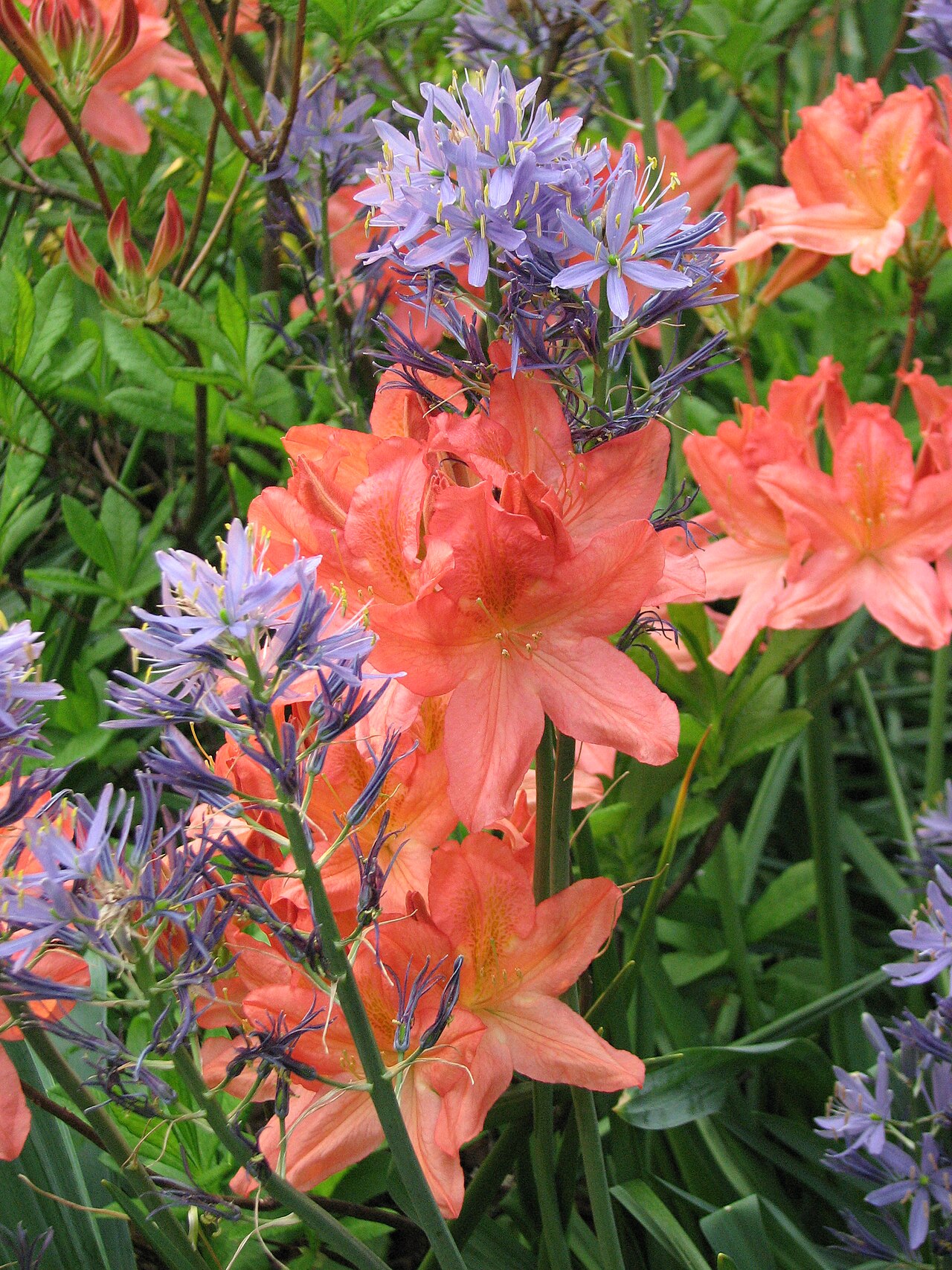 Rhododendron molle, Chinese azalea — upright deciduous (Ericaceae) (image 7 of 10)
