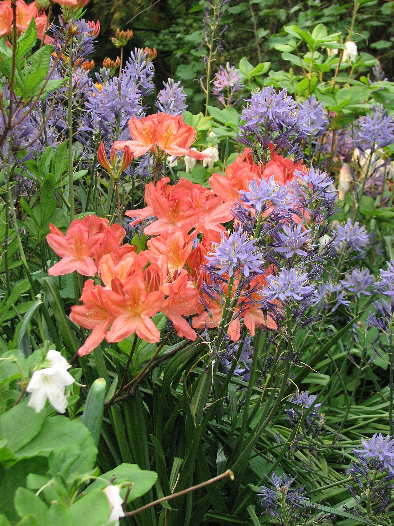 Rhododendron molle, Chinese azalea — upright deciduous (Ericaceae) (image 8 of 10)