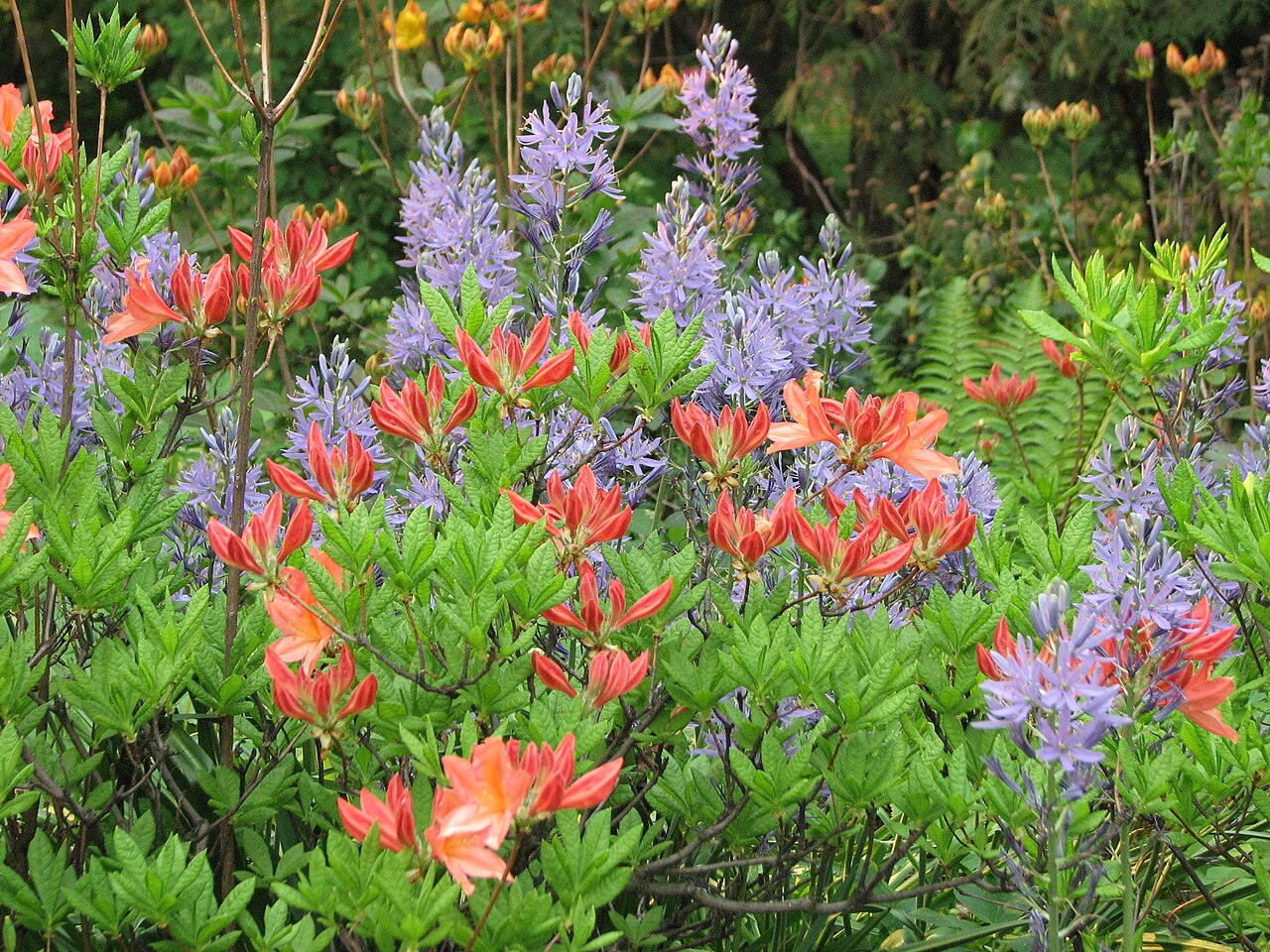 Rhododendron molle, Chinese azalea — upright deciduous (Ericaceae) (image 9 of 10)