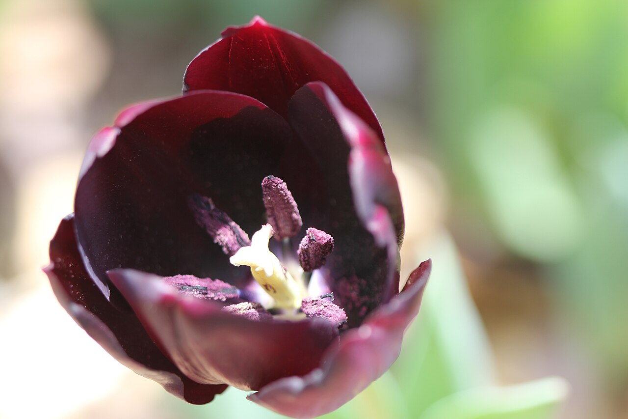 Tulipa 'Queen of Night', Tulip 'Queen of Night' — clumping deciduous (Liliaceae) (image 3 of 10)