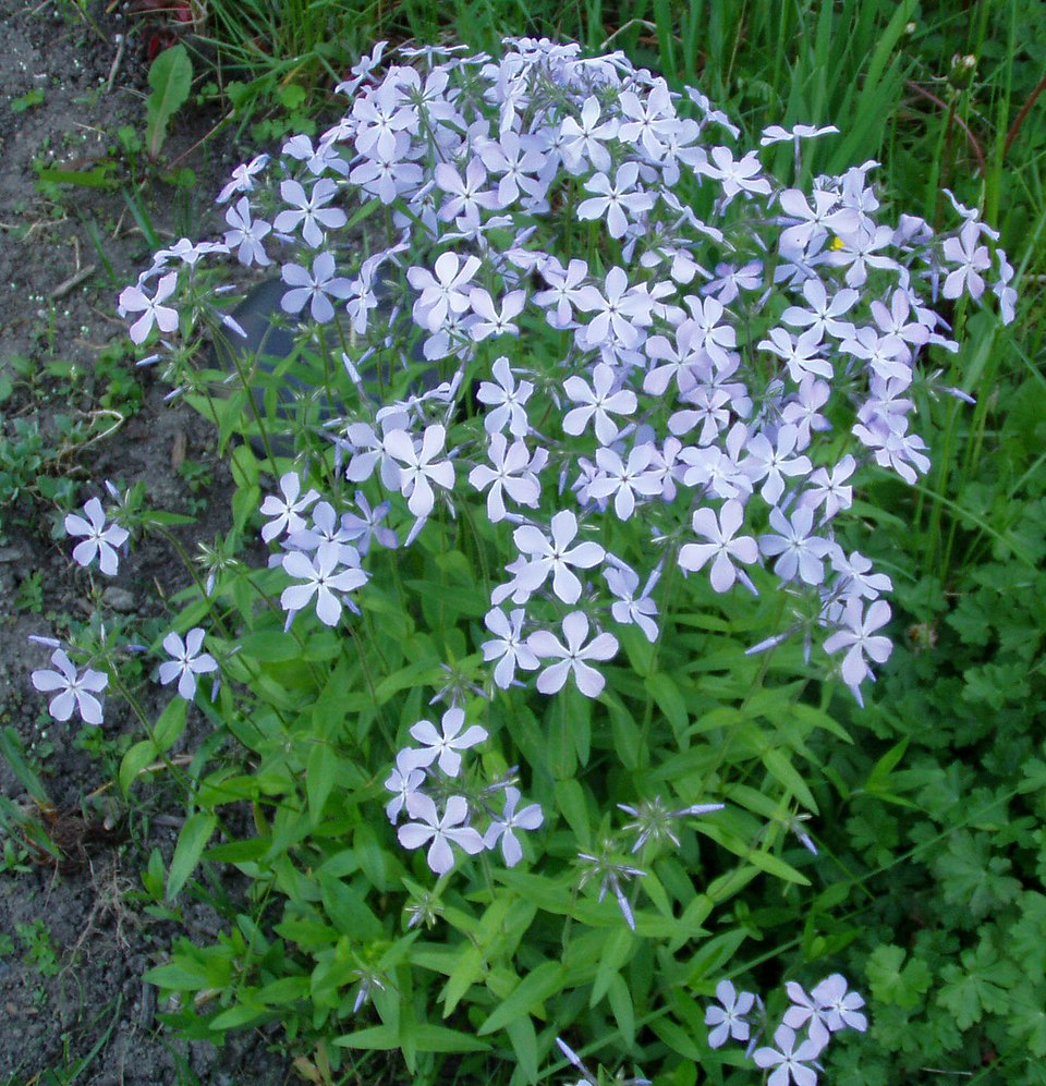 Phlox divaricata (Woodland Phlox) (alternate view 6)