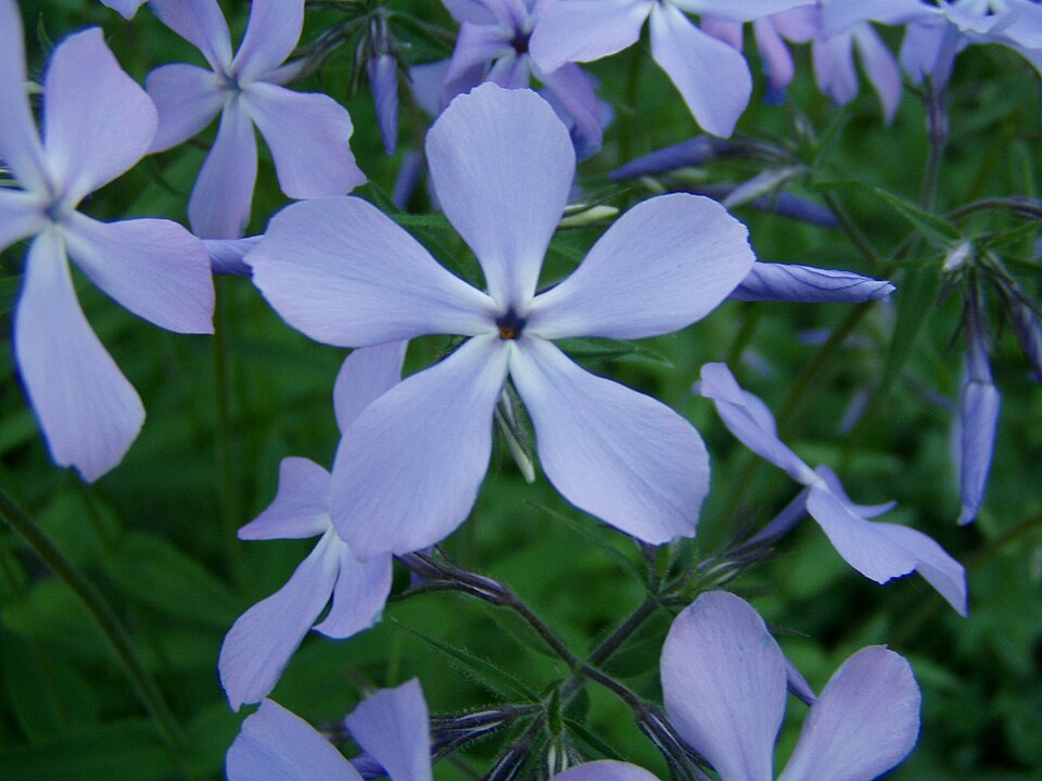 Phlox divaricata (Woodland Phlox) (alternate view 7)