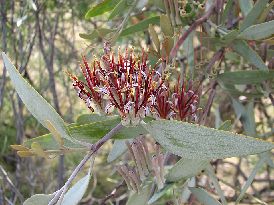 Amyema quandang (grey mistletoe)
