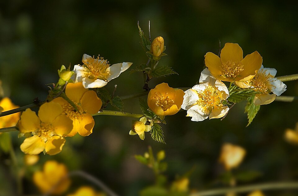 Kerria japonica (Japanese kerria) (alternate view 9)