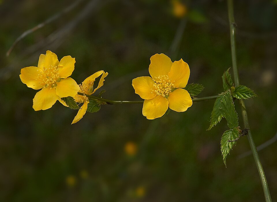 Kerria japonica (Japanese kerria) (alternate view 10)