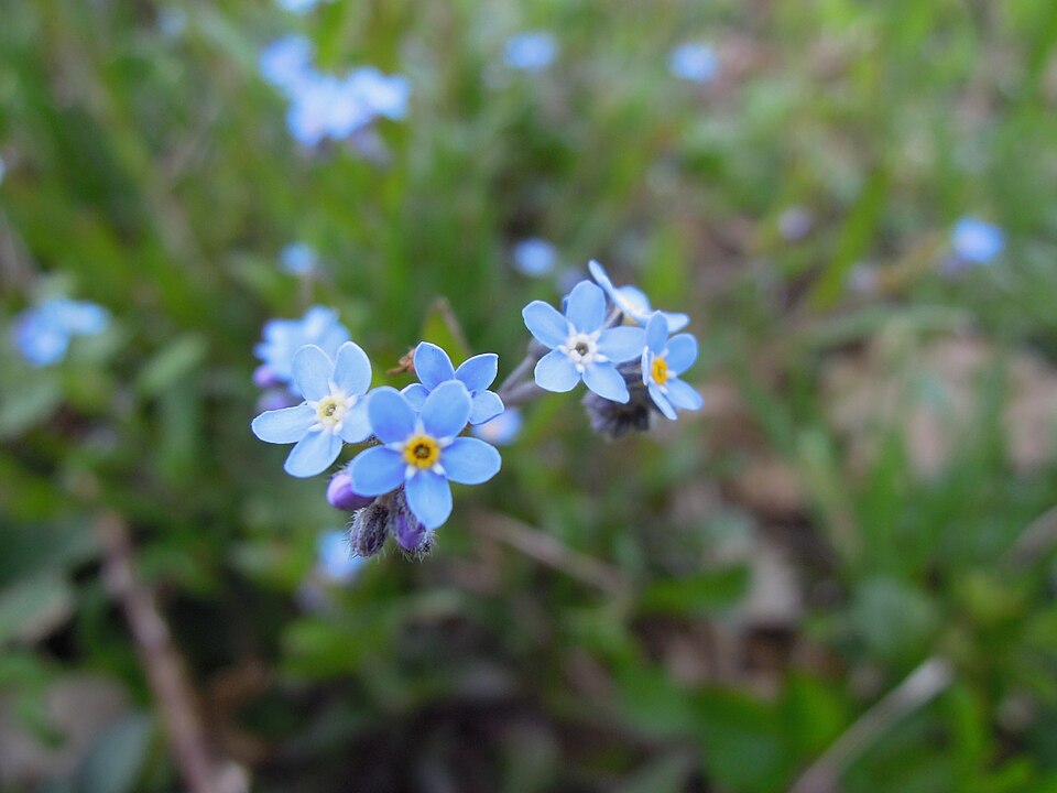 Myosotis sylvatica (forget-me-not)