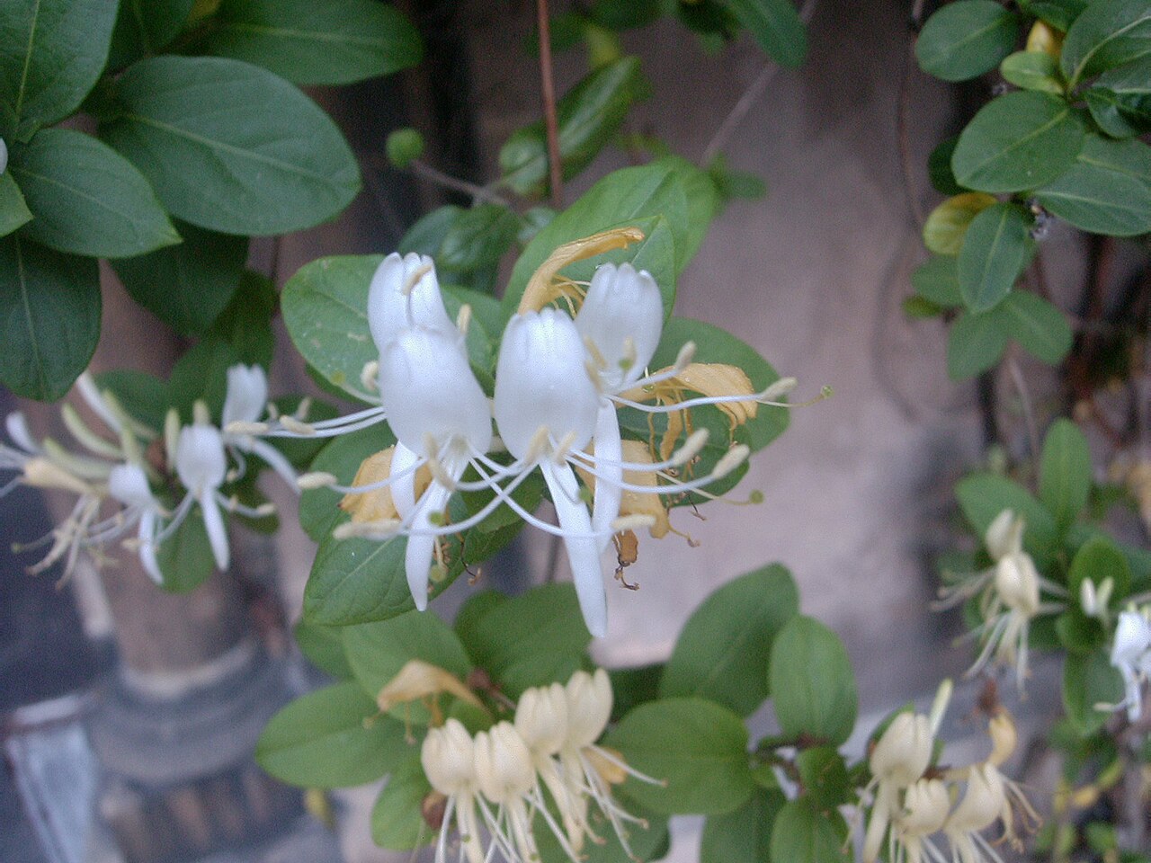 Lonicera japonica, Japanese honeysuckle — climbing semi-evergreen (Caprifoliaceae) (image 10 of 10)