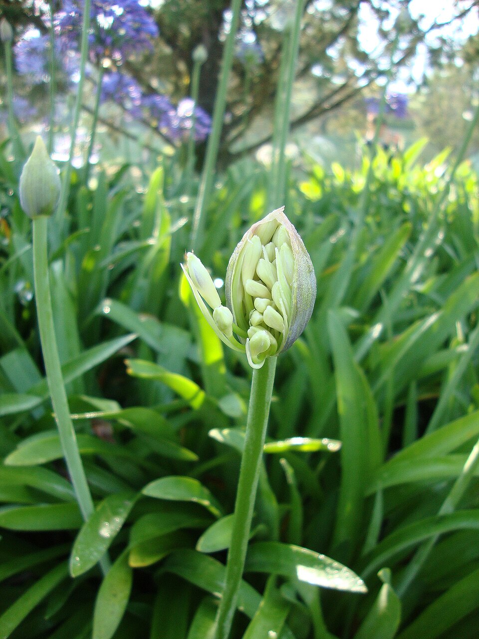 Agapanthus africanus (lily of the Nile) (alternate view 9)