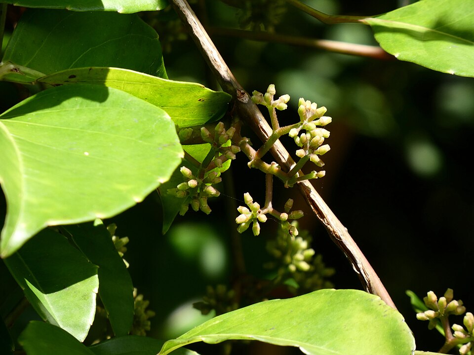 Tetrastigma nitens (Native Grape) (alternate view 8)