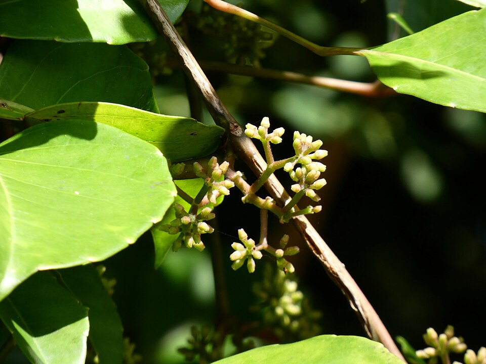 Tetrastigma nitens (Native Grape) (alternate view 9)