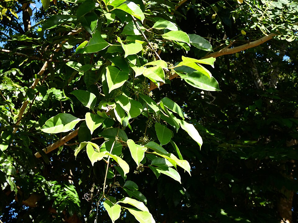 Tetrastigma nitens (Native Grape) (alternate view 10)