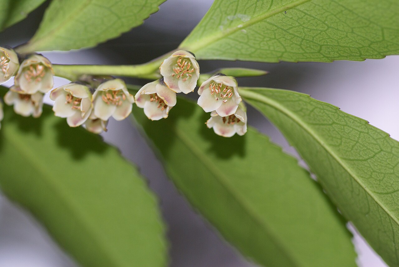 Eurya japonica, Japanese eurya — upright evergreen (Pentaphylacaceae) (image 7 of 10)