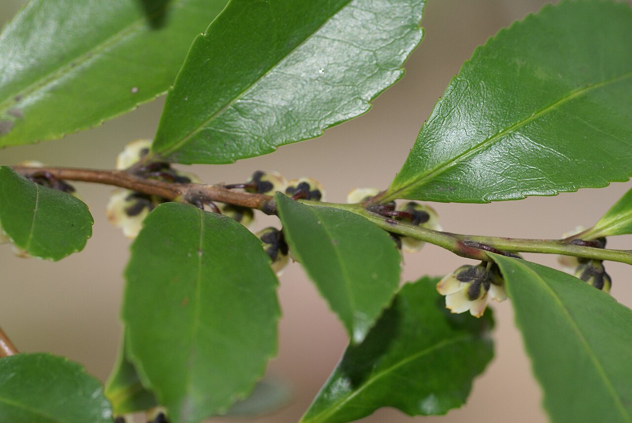Eurya japonica, Japanese eurya — upright evergreen (Pentaphylacaceae) (image 8 of 10)