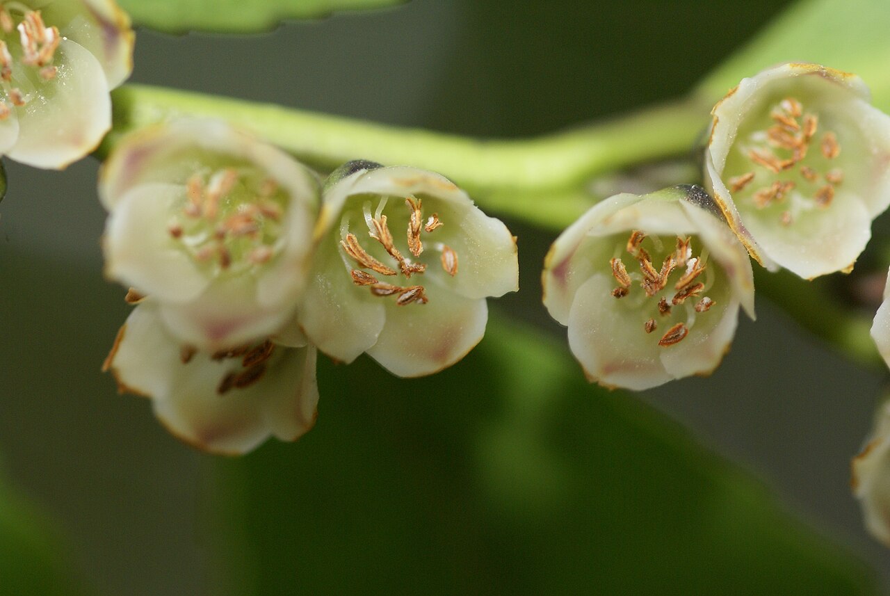 Eurya japonica, Japanese eurya — upright evergreen (Pentaphylacaceae) (image 9 of 10)