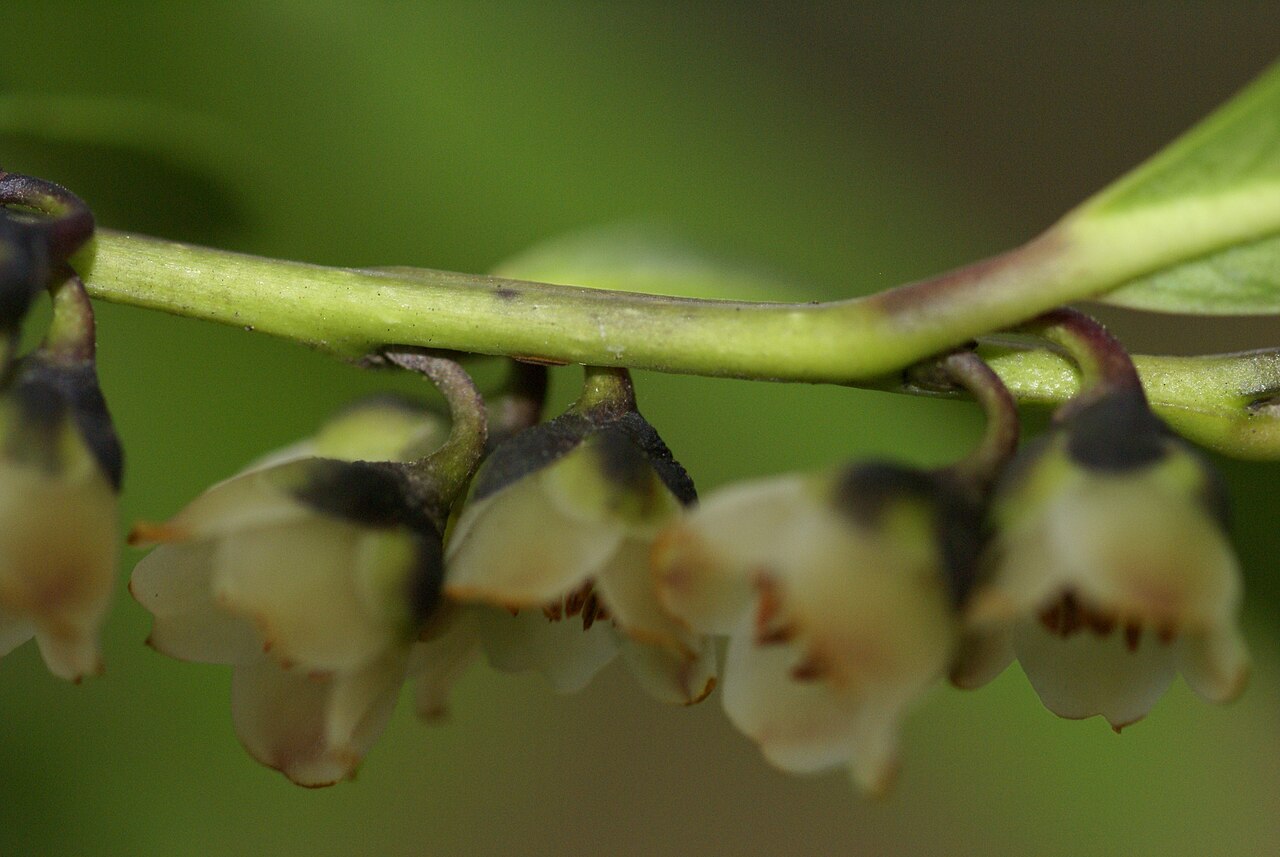 Eurya japonica, Japanese eurya — upright evergreen (Pentaphylacaceae) (image 10 of 10)