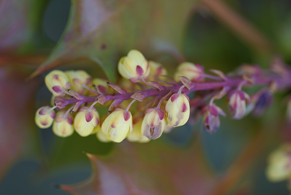 Berberis japonica (Japanese Mahonia)
