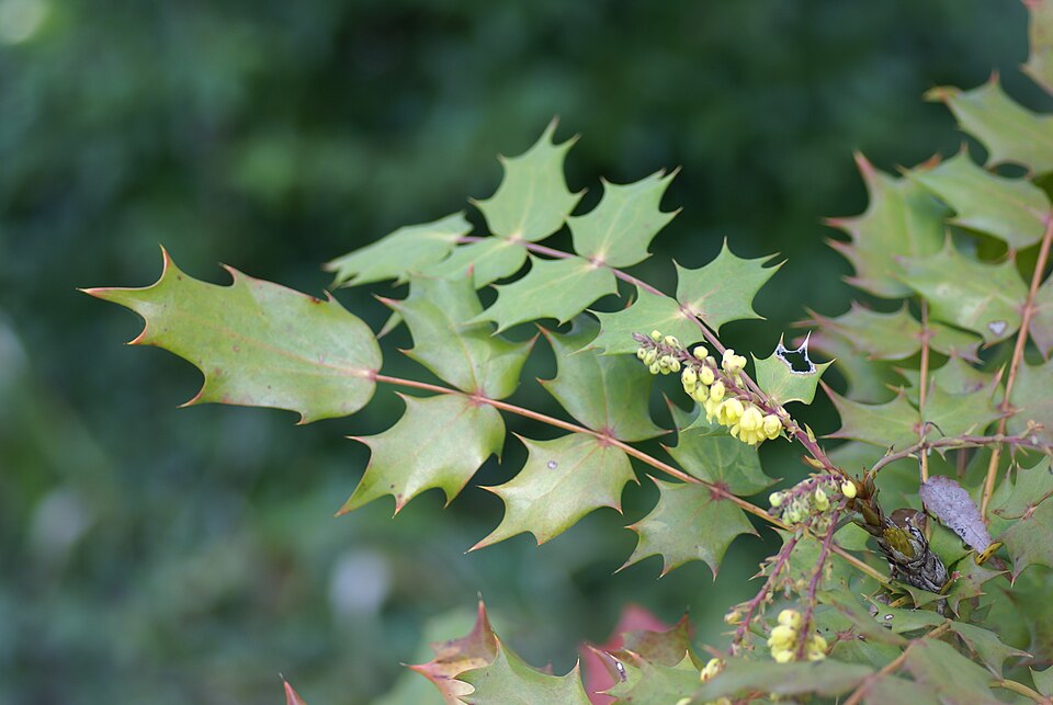 Berberis japonica (Japanese Mahonia)
