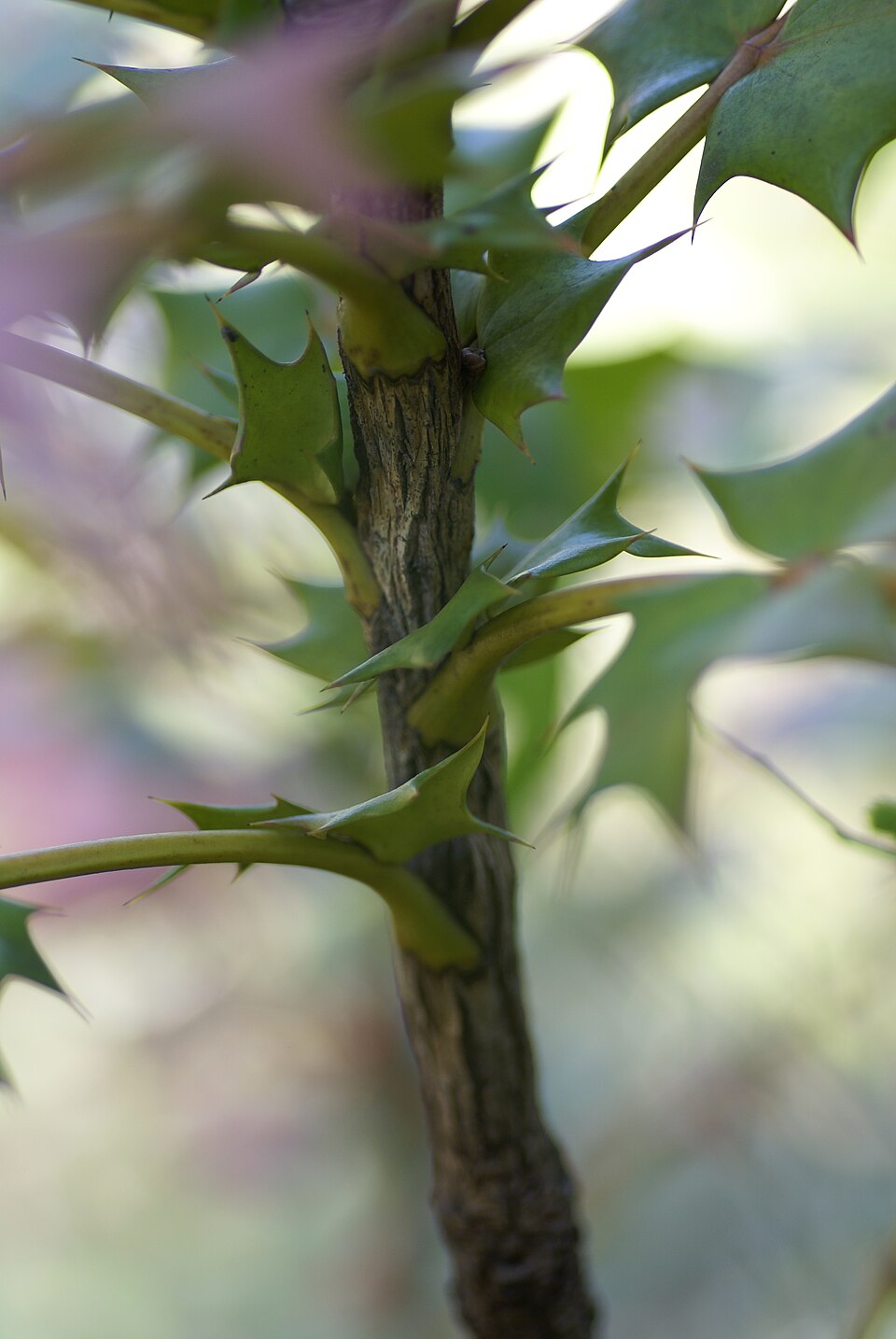 Berberis japonica (Japanese Mahonia)