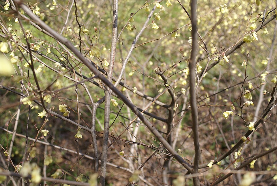 Corylopsis pauciflora (winter hazel, buttercup winter hazel) (alternate view 6)