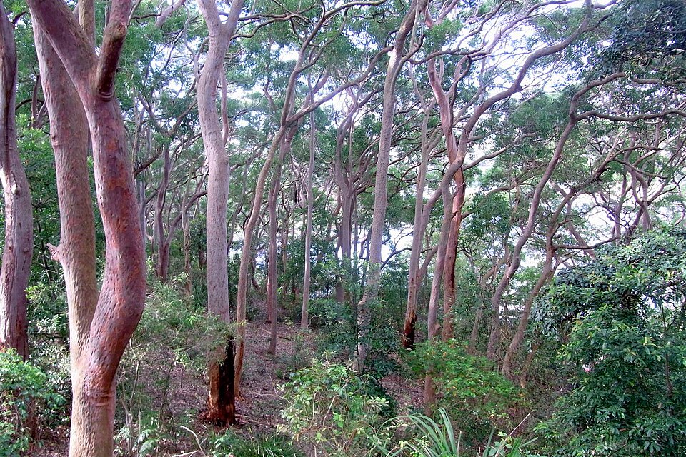 Angophora costata (Smooth-barked apple) (alternate view 8)