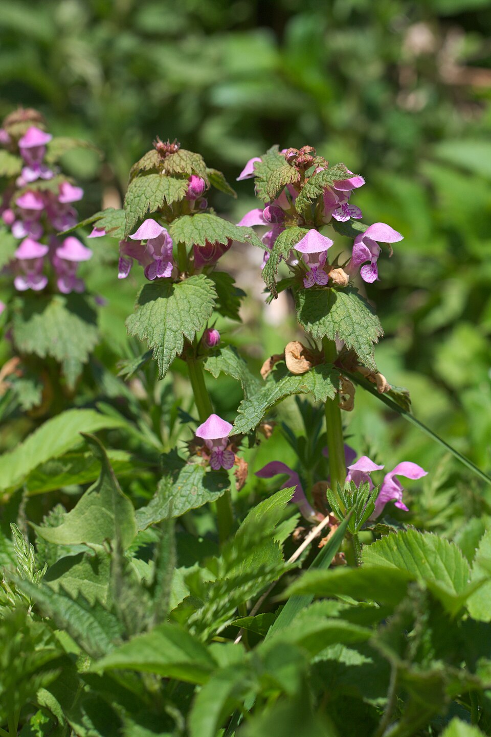 Lamium maculatum (deadnettle) (alternate view 9)