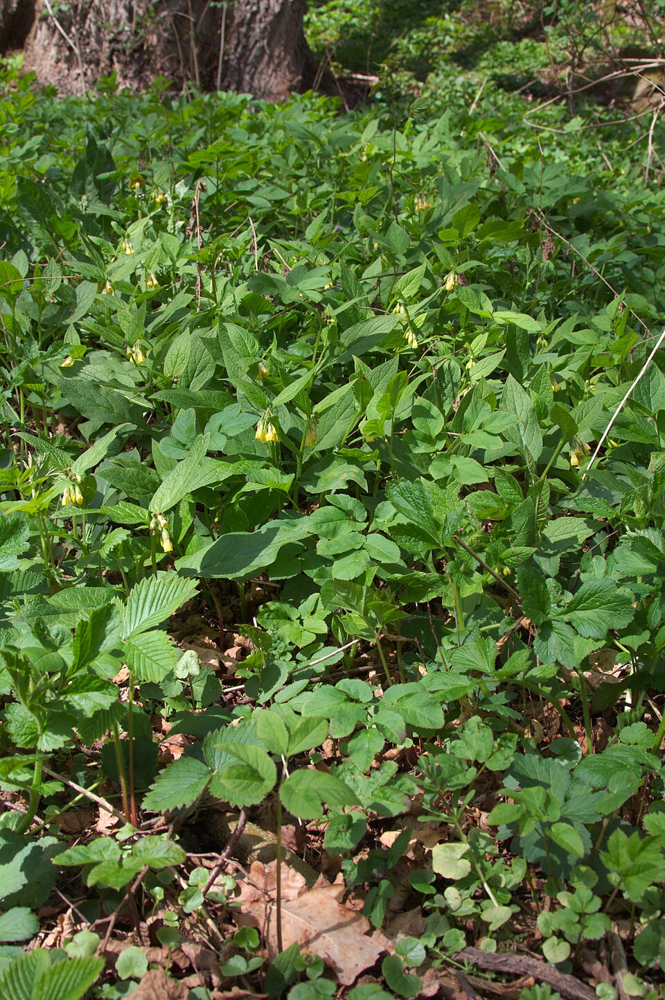 Symphytum tuberosum (Tuberous Comfrey)