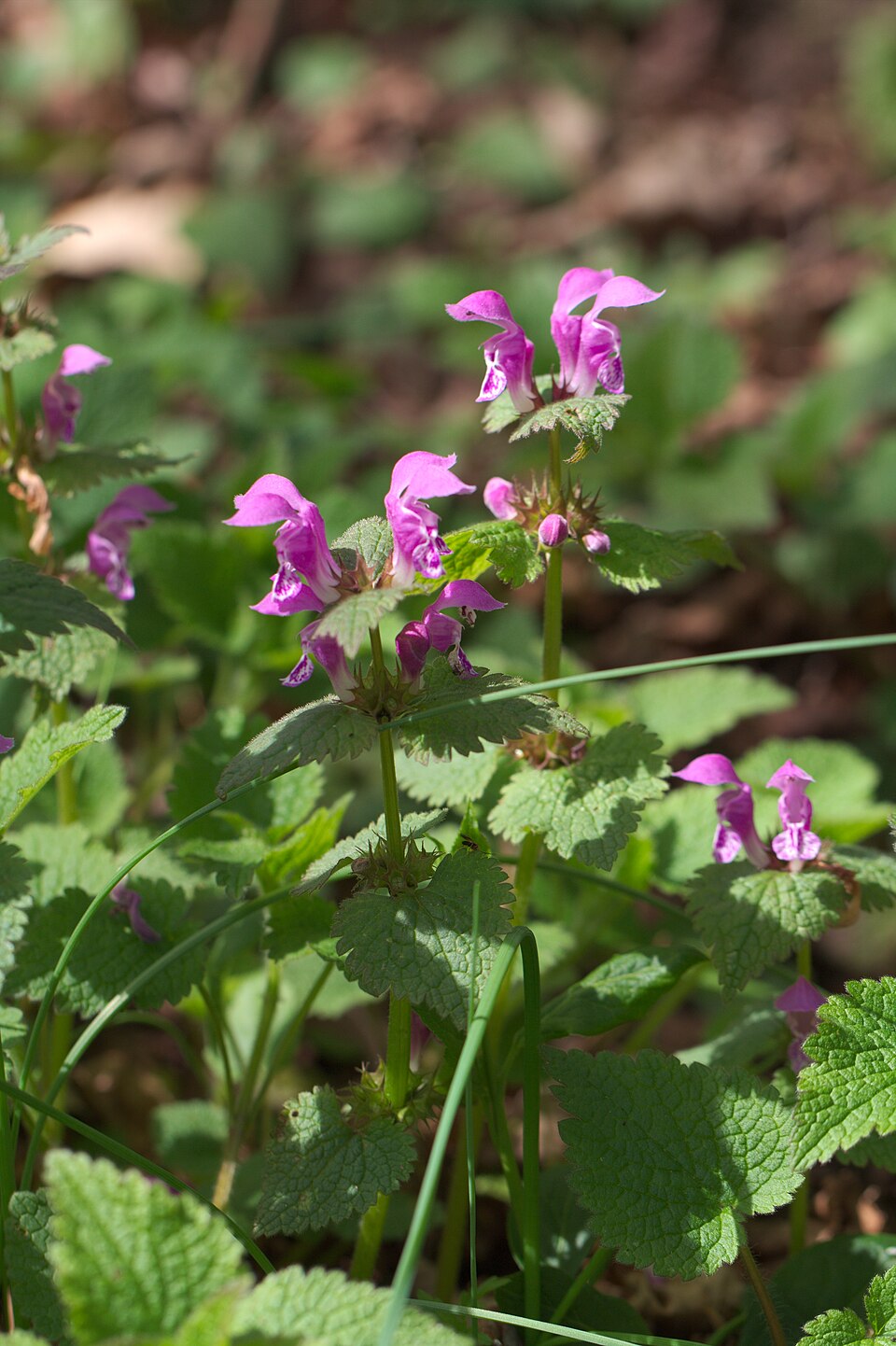 Lamium maculatum (deadnettle) (alternate view 10)