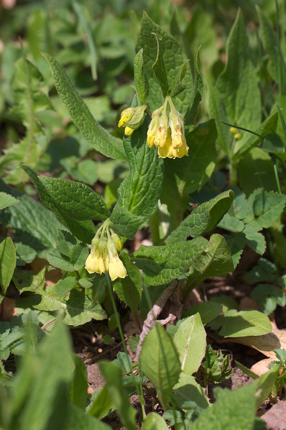 Symphytum tuberosum (Tuberous Comfrey)