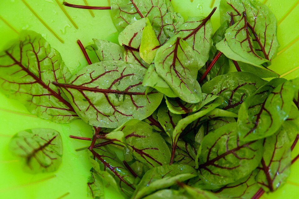 Rumex sanguineus (Wood Dock)