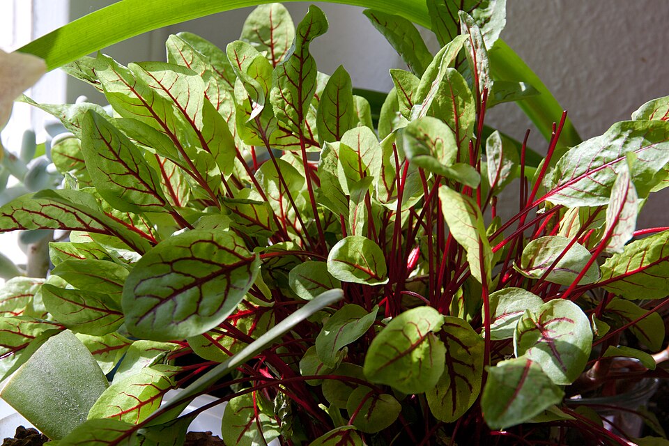 Rumex sanguineus (Wood Dock)