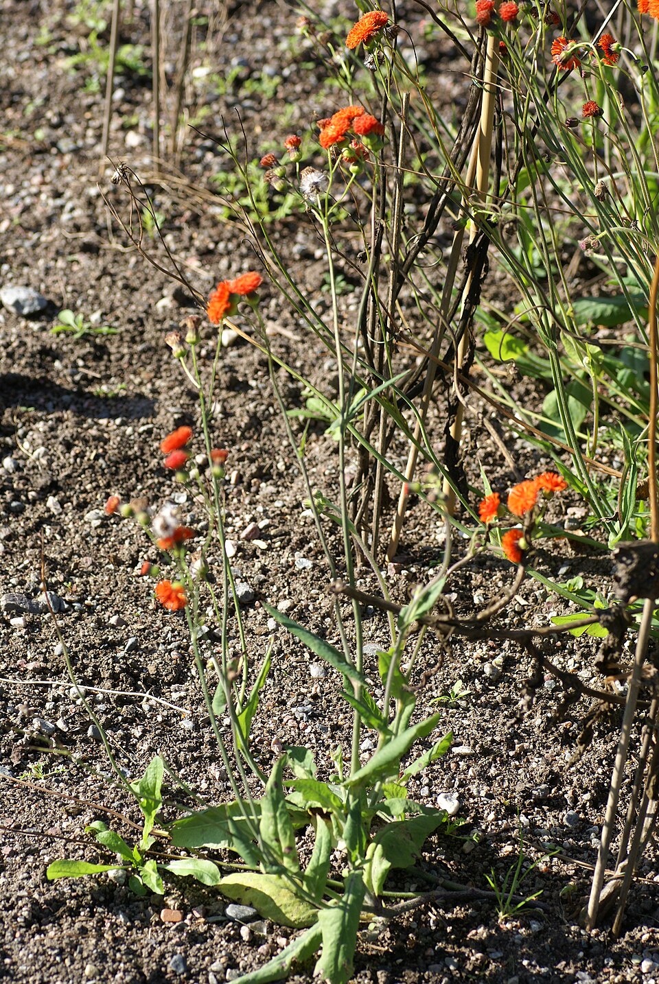 Emilia fosbergii (Red Tasselflower) (alternate view 8)
